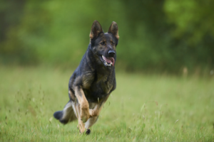 German Shepherd Dog running in a grassy field